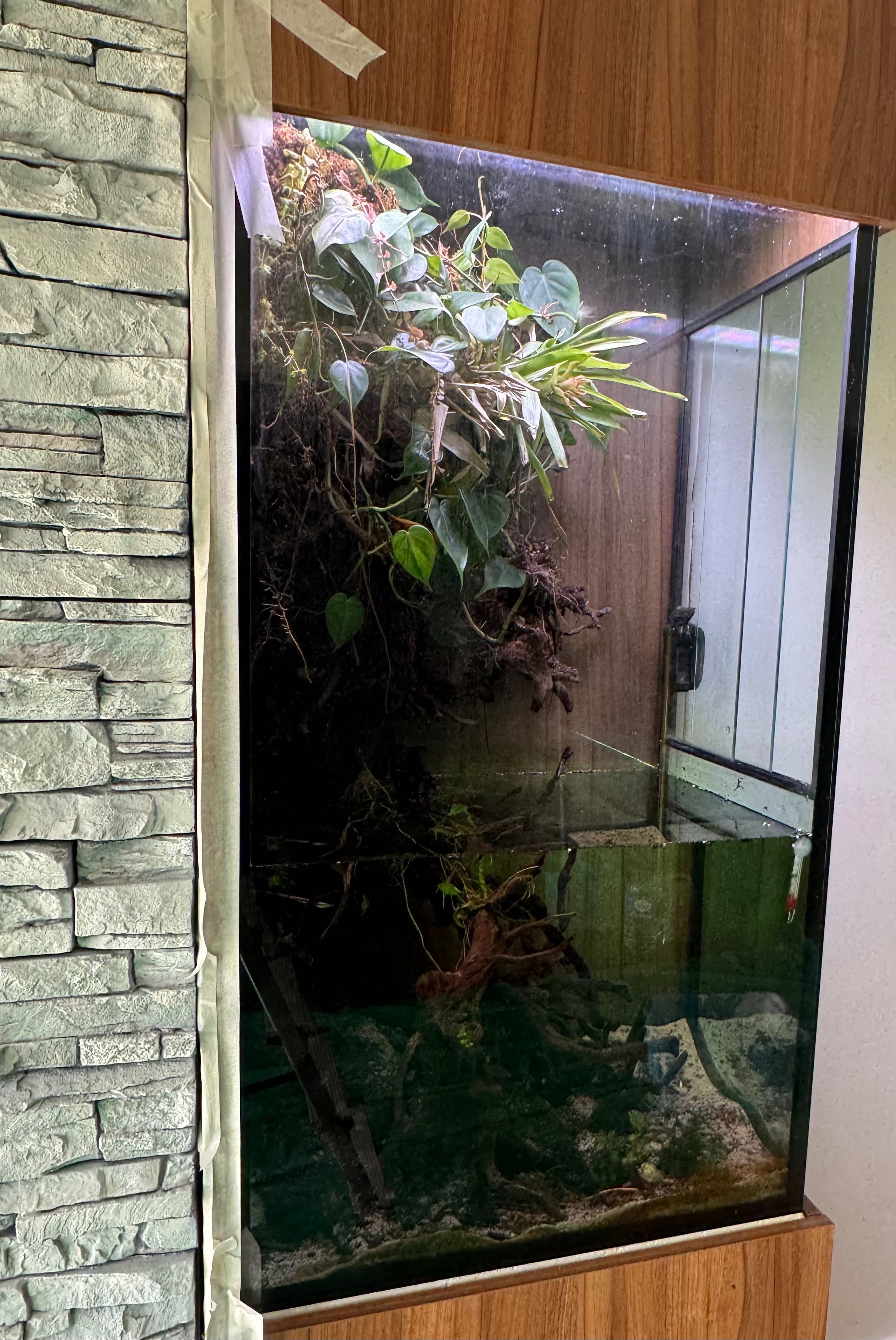 Aquário + luz + filtros+ peixe incluídos