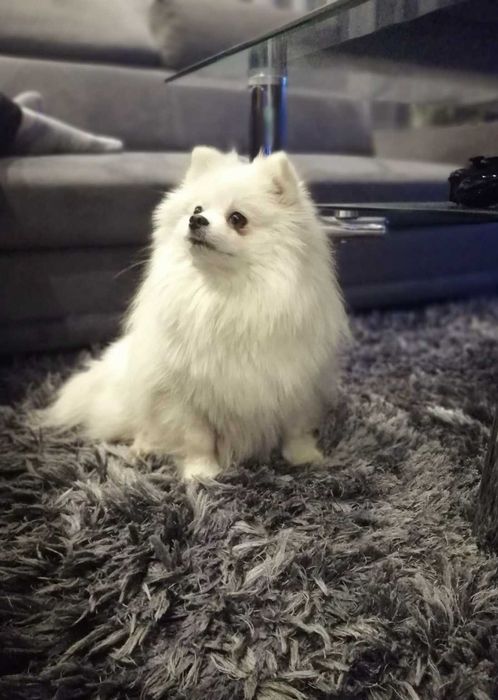 Szpic miniaturowy Pomeranian