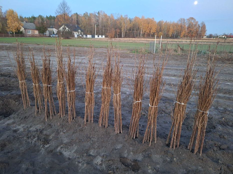 Drzewka wiśni nefris na antypce