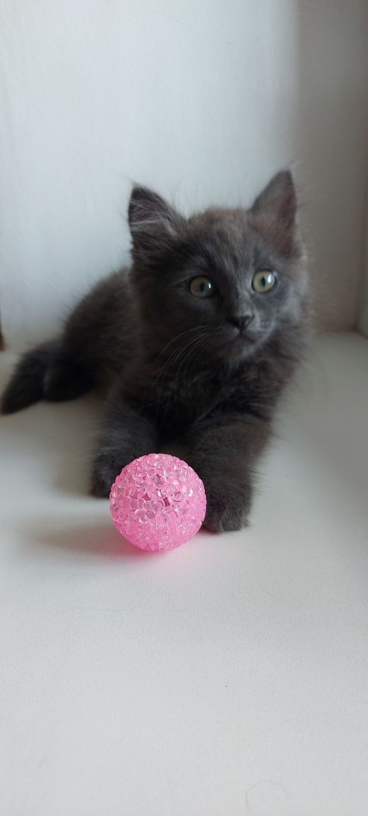 Котенок  ищет дом котята кошенята