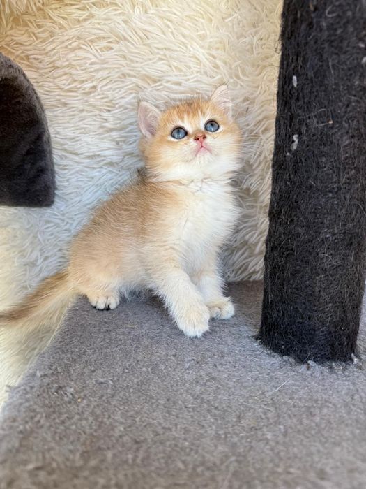 Macho British golden shorthair
