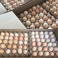 Опт інкубаційне яйце мікс м'ясо-яєчні відправка по Україніі