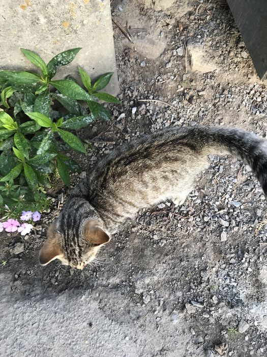 Котик 4 міс. хлопчик тигровий