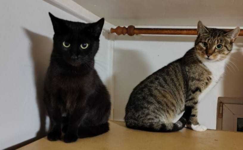 Sympatyczne przytulasy do adopcji