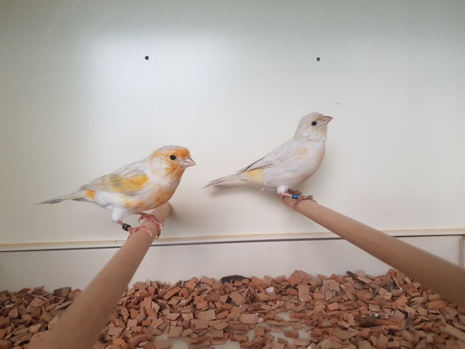 Kanarek mozaika opalowa