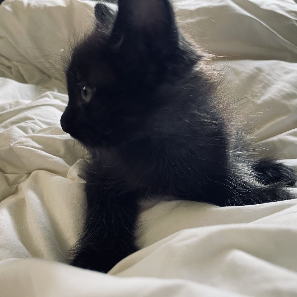 Gata preta com 2 meses