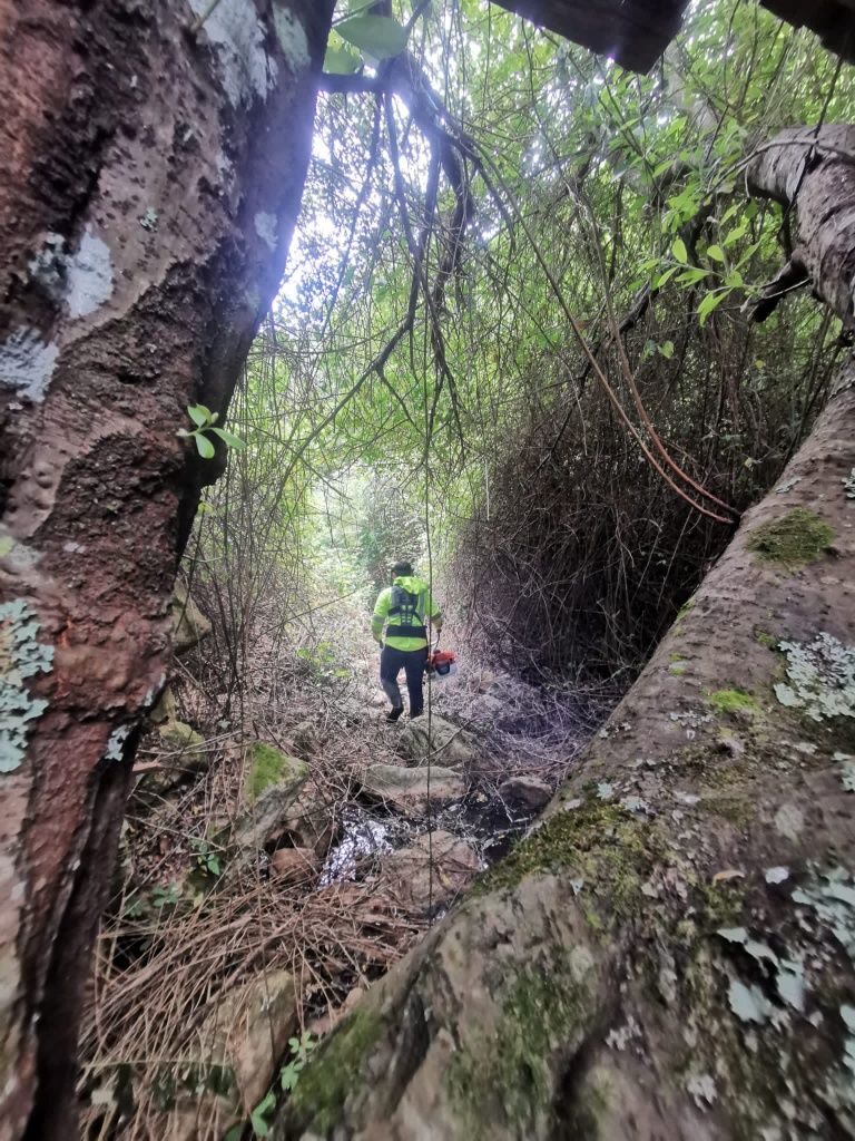 Limpeza / desmatação de terrenos, corte de árvores