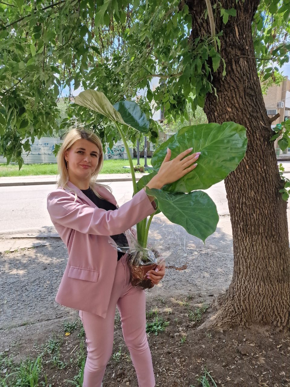 Алоказия Macrorrhiza. Алоказія Макроріза