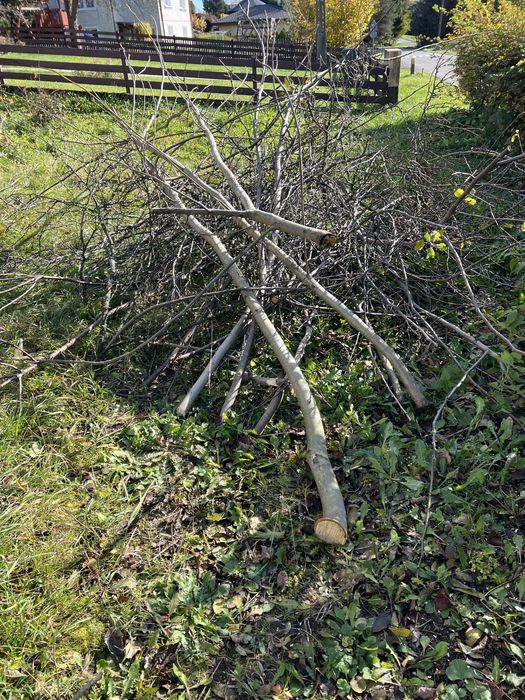 Oddam gałęzie za darmo