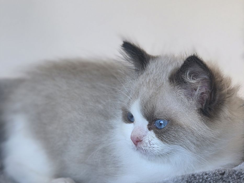 Kotek RAGDOLL kocurek blue  Bicolour