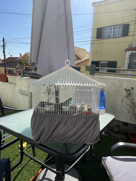 Para doaçao 2 periquitos