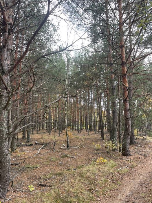 Продається земельна ділянка в с. Абрамівка, Київська область
