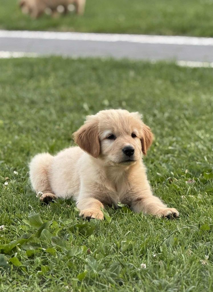 Piesek Golden Retriever