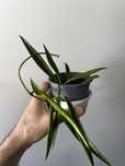 Hoya longifolia