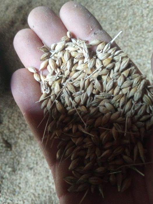 Sprzedam jęczmień, owies cena 45 zł za worek 50 kg