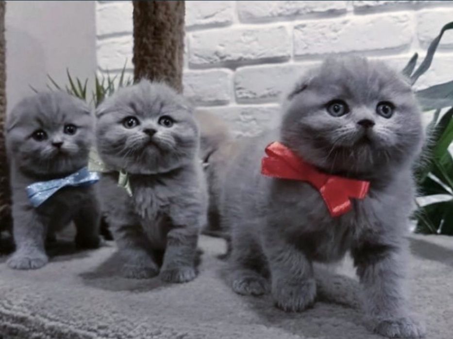 Котенята шотландські