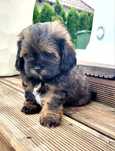Shihpoo samiec hybryda ras pudel toy jak cavapoo