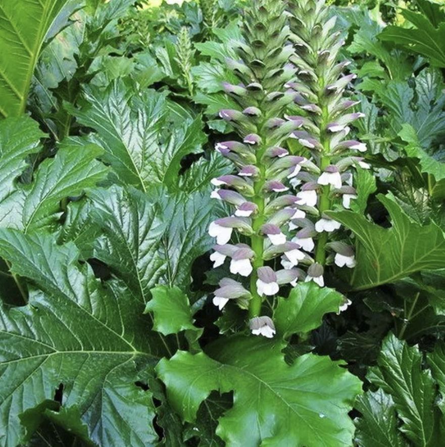 Acanthus mollis - acanto