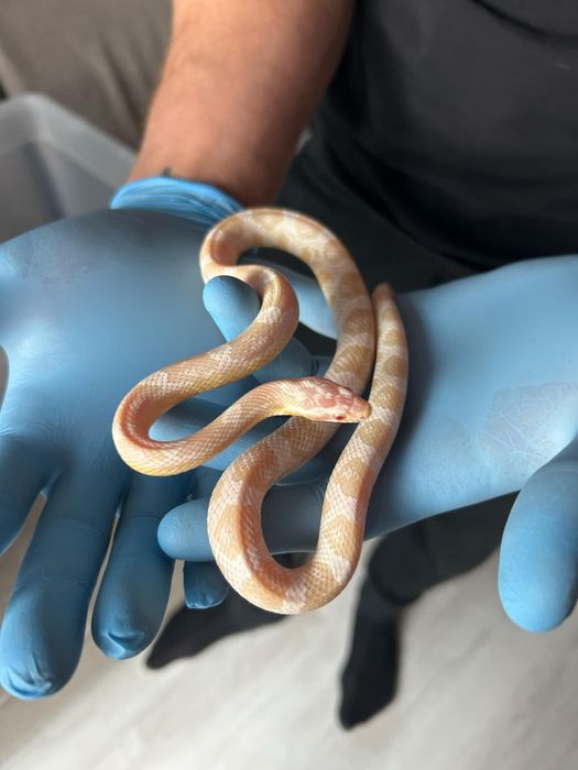 Węże zbożowe różne odmiany