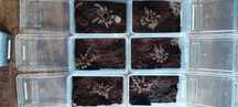Duże samice Acanthoscurria geniculata ok 5 dc