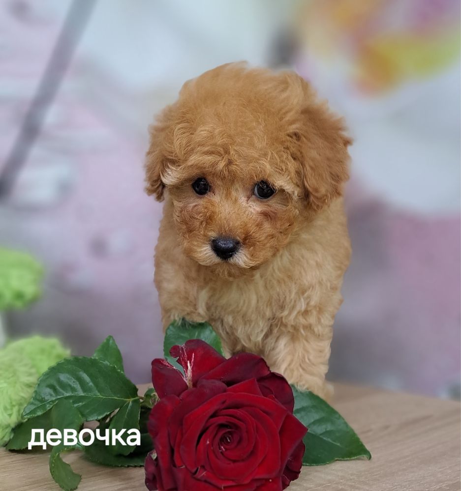 Милейшая девочкапудель