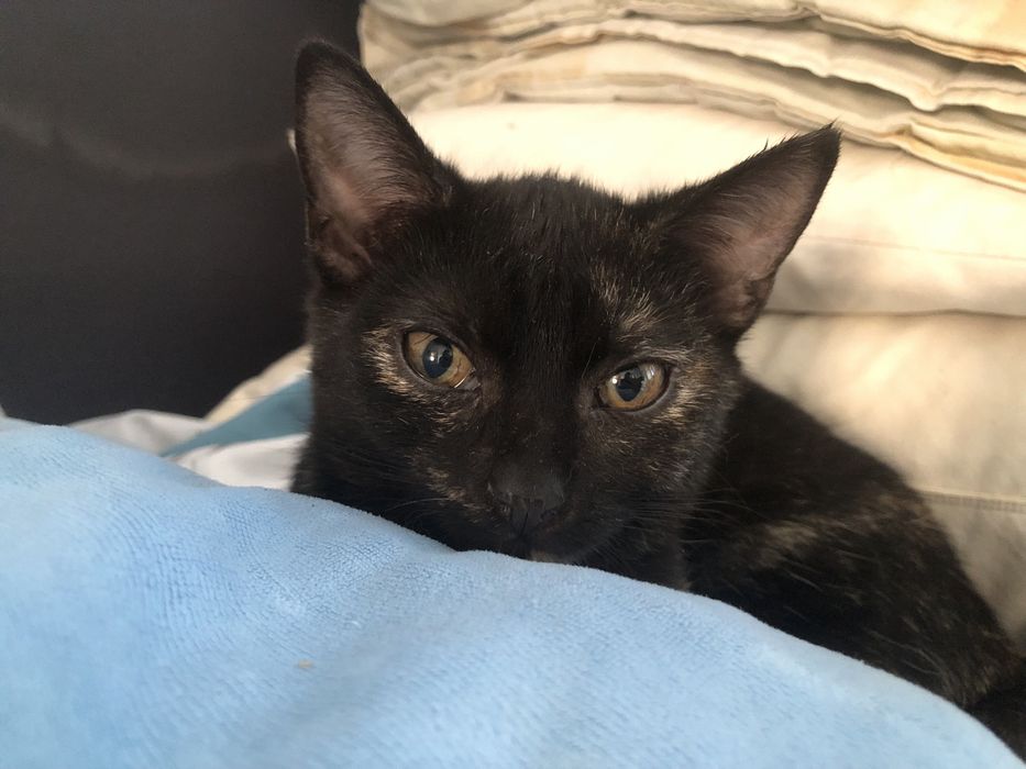 Oddam kotke w dobre ręce!!!