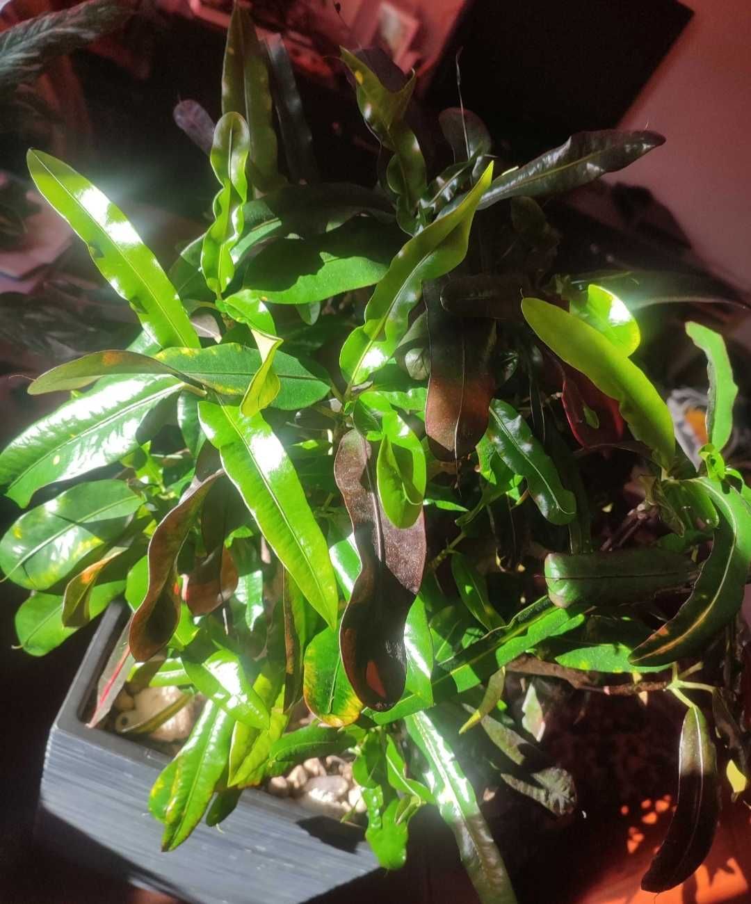 Kroton mammi croton variegata czerwony  duży okaz kwiat domowy