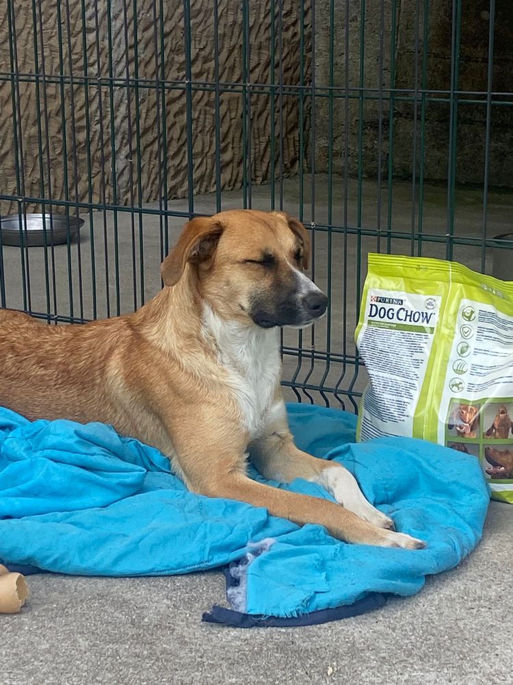 ÁTILA - cachorra para adoção responsável
