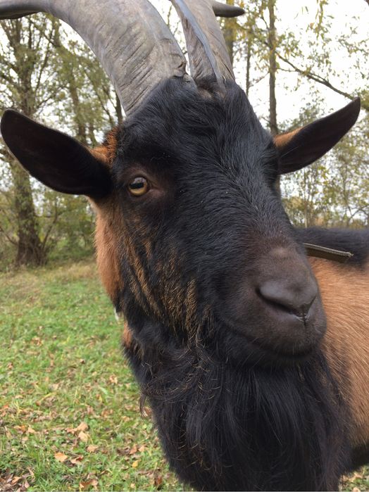 Альпійський цап дляпарування кіз,чистопородний.