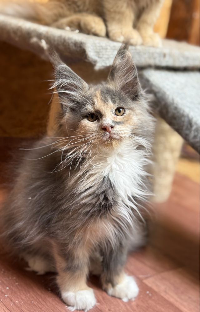 Śliczna koteczka Maine Coon