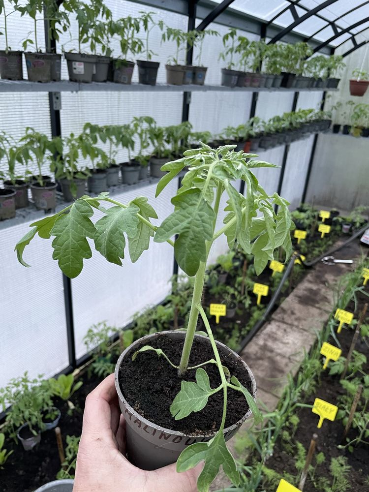 Sadzonki Pomidora w doniczkach ponad 20 odmian