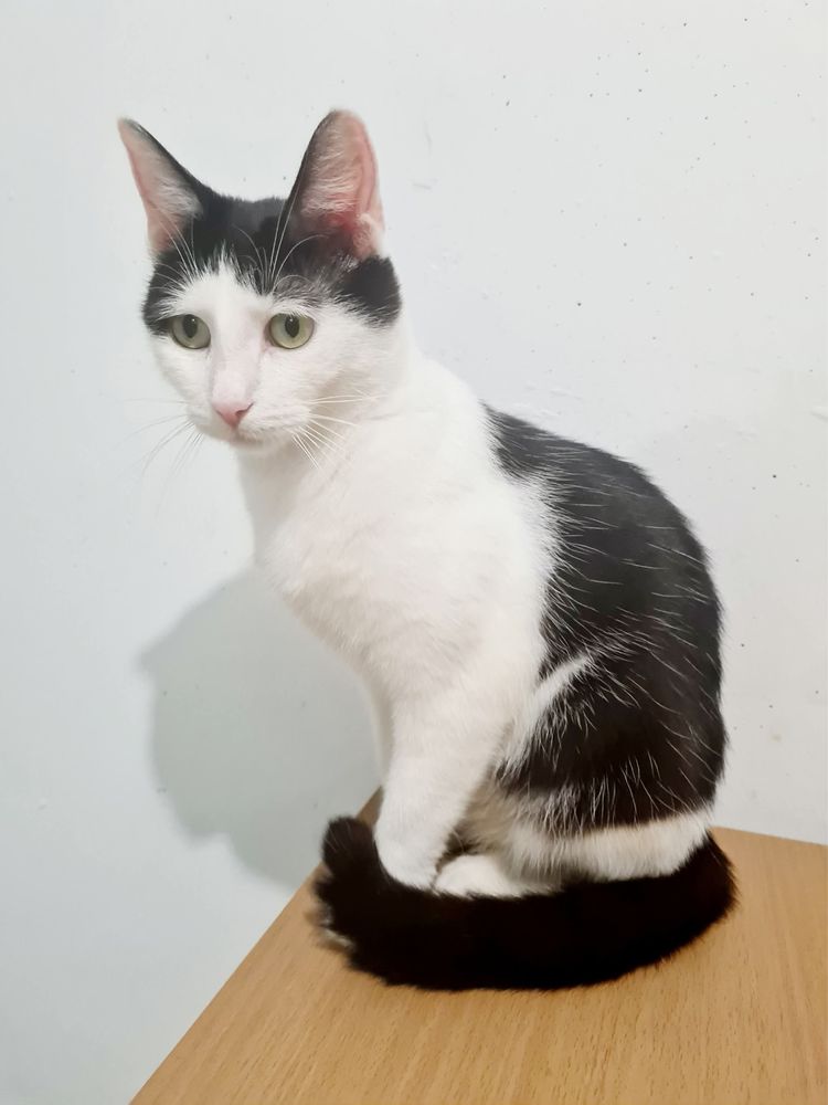 Kochana Ele poleca sie do adopcji