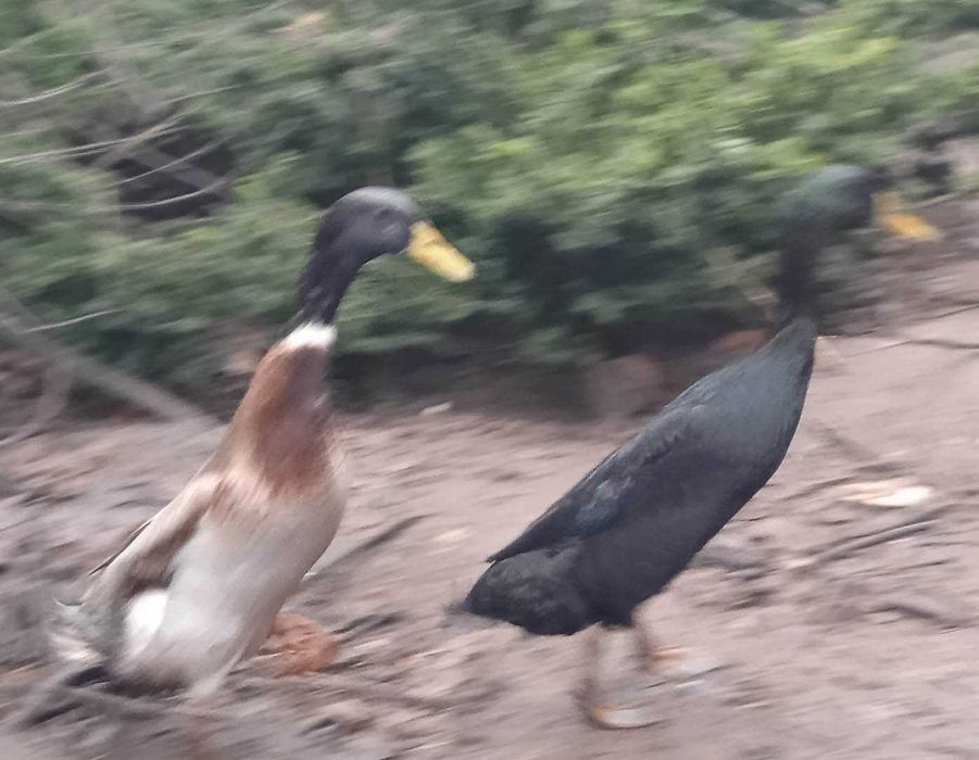 Kaczki biegusy - sprzedam