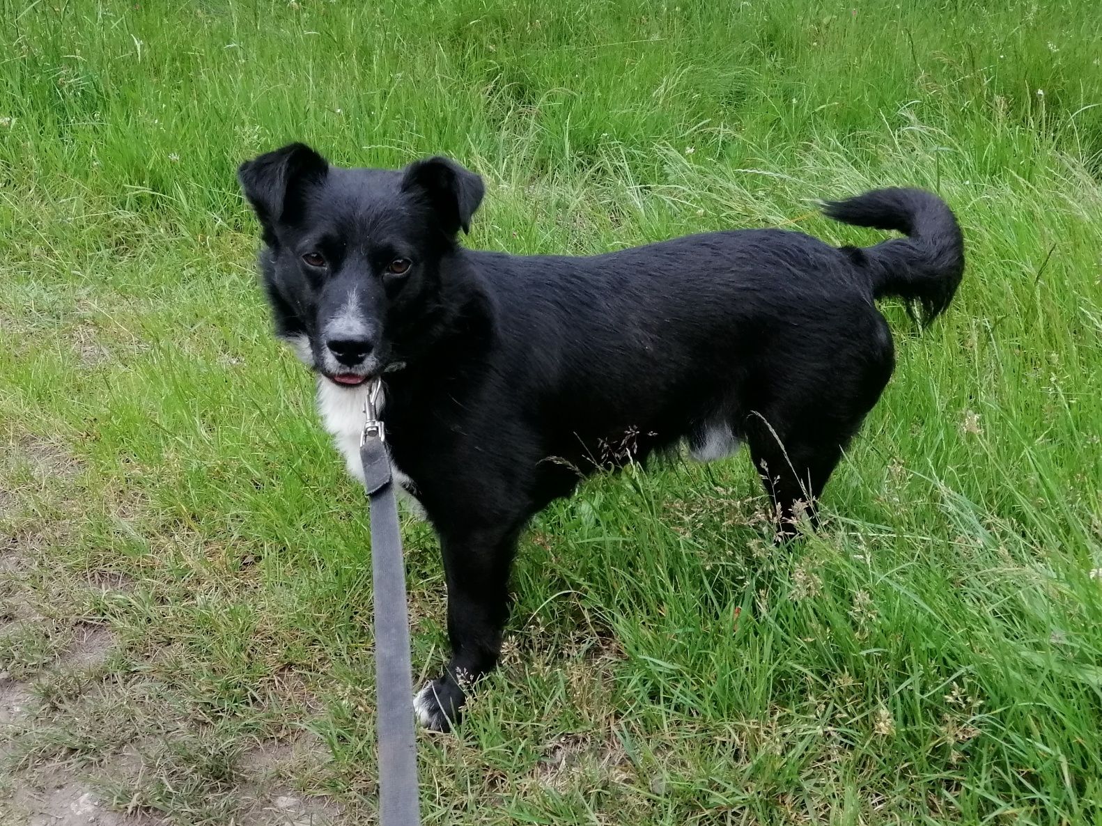KRECIK wesoły łagodny psiak poleca się do adopcji