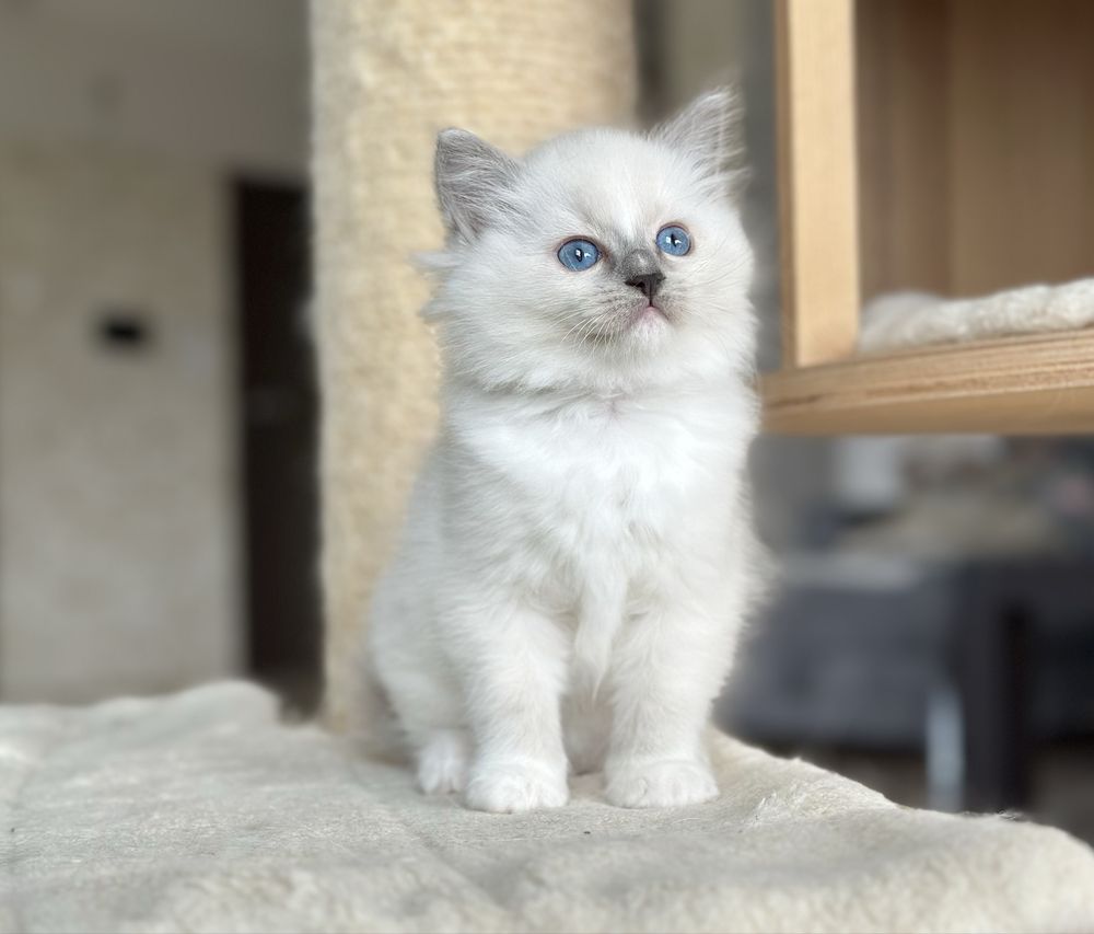 Piękna kotka ragdoll rodowód FPL