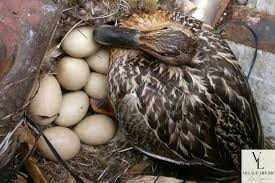 яйце качок для інкубації