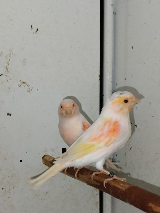 Samce kanarki czerwone i mozaiki