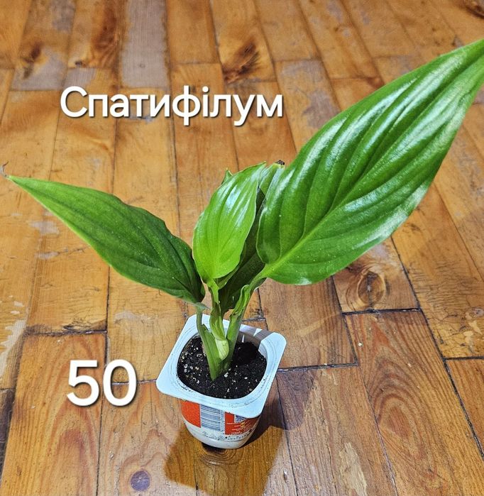 Спатифілум, з квітами.