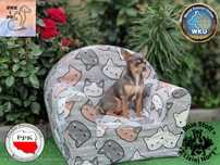 Chihuahua reproduktor