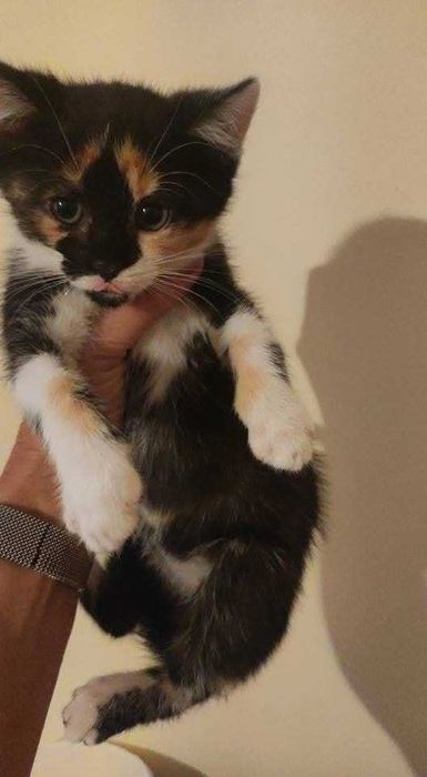 Błagam o dom, malutkie kotki