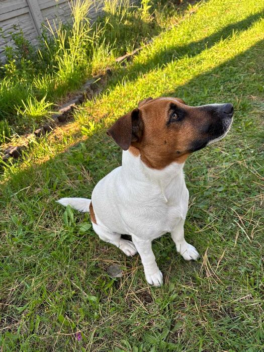 Reproduktor Jack Russell Terrier