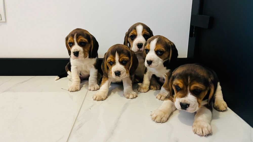 Beagle Tricolor suczka