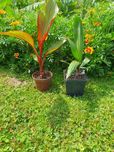 Bananowiec maurelli 1sz i palma Waszyngtonia 1 szt