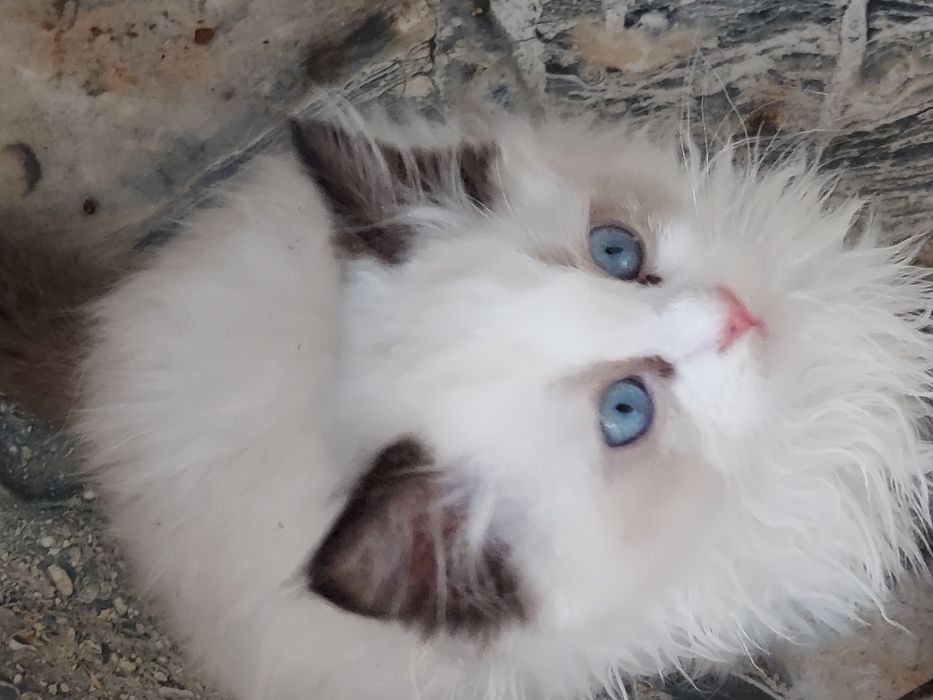 RAGDOLL KOCIAK wolny  Rezerwacja / odbiór od 24 X. 2025.