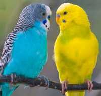 Красивые волнистые попугаи в наличии мальчик и девочки