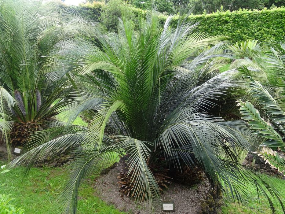 Macrozamia miquelii
