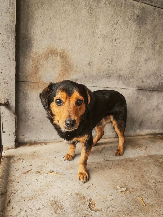 Pokochaj Traviska cudny samczyk