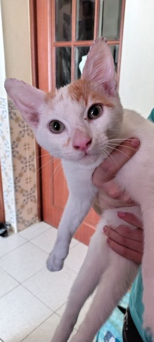 Gato 3 mezes para dar