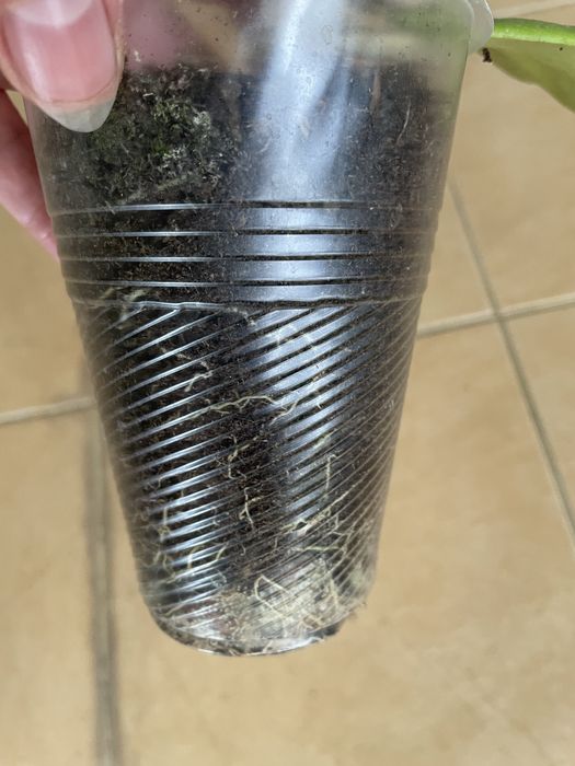 Хойя Керри перманент еллов