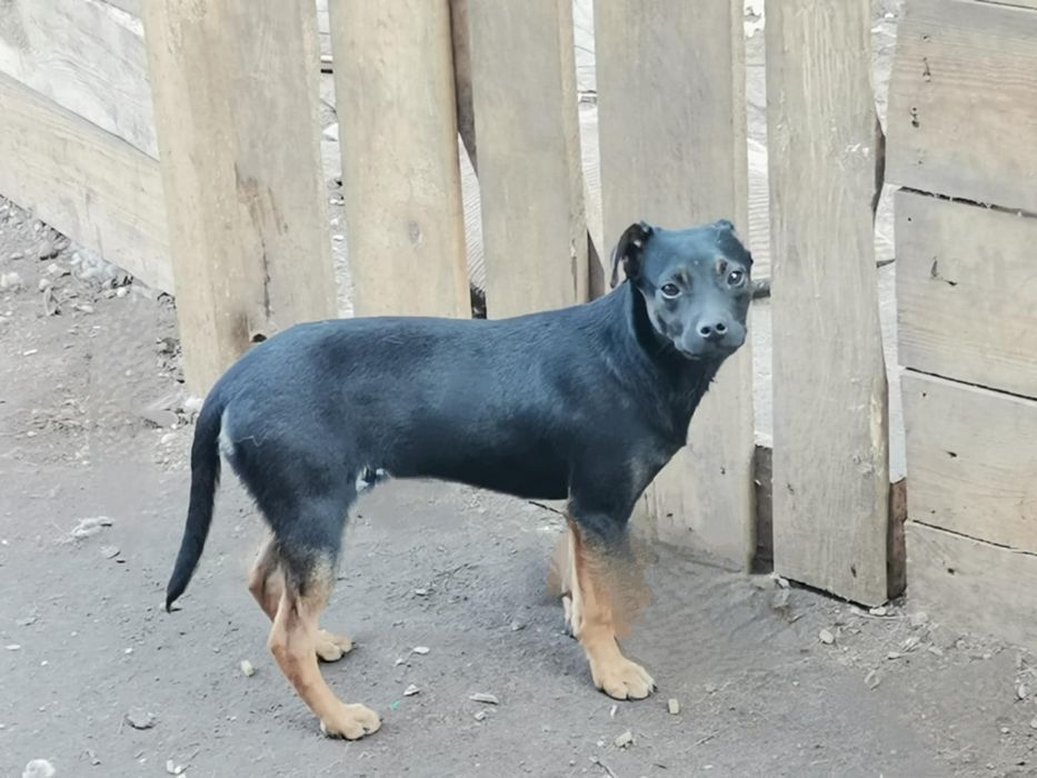 Bolek 6 miesięczny szuka domu